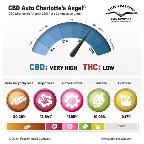 CBD Auto Charlottes Angel terpenes